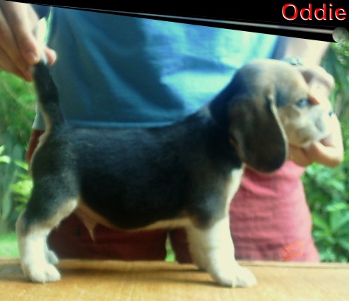 Oddie Millionaire Beeglers