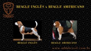 Beagle ingles x beagle americano