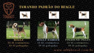 tamanho padrao beagle