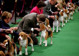 Keith Paladino of Lodi, N.J., second from left, works with a 15 inch Beagle as they line up in the ring for competition at the 136th annual Westminster Kennel Club dog show, Monday, Feb. 13, 2012, in New York.