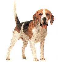 beagle