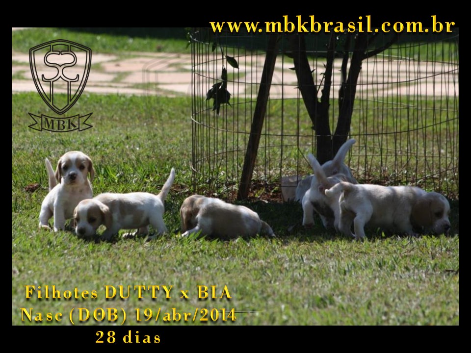 Filhotes Duty x Bia  19abr2014-28 dias (1)