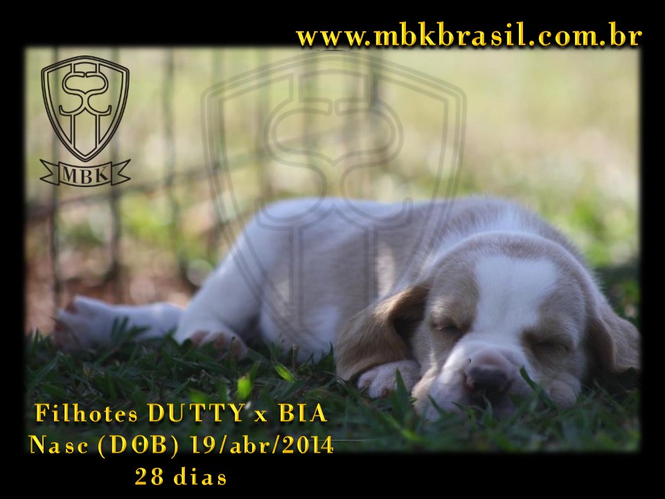 Filhotes Duty x Bia  19abr2014-28 dias (10)