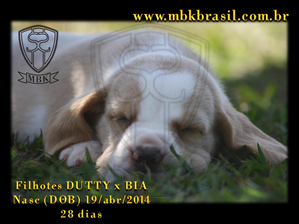 Filhotes Duty x Bia  19abr2014-28 dias (11)