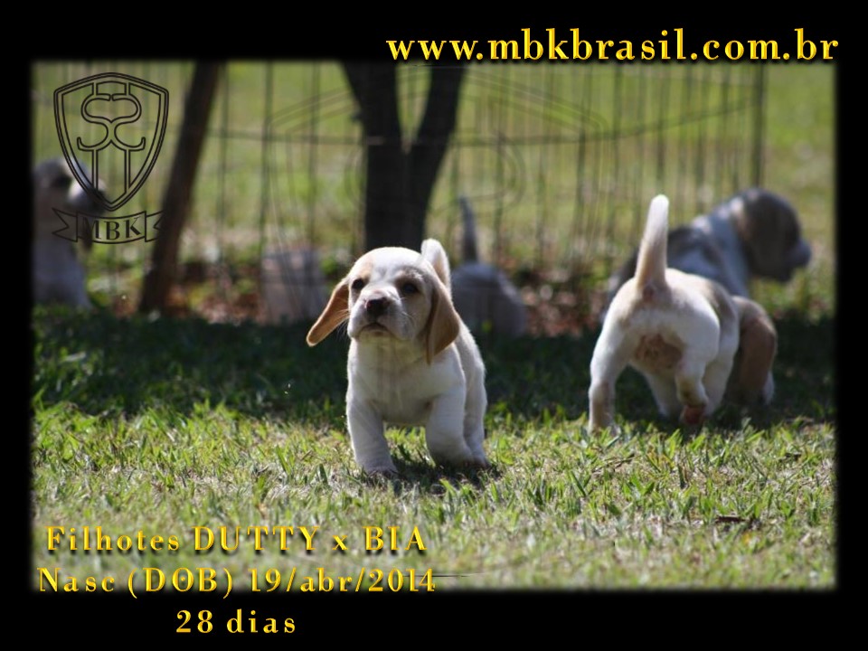 Filhotes Duty x Bia  19abr2014-28 dias (12)