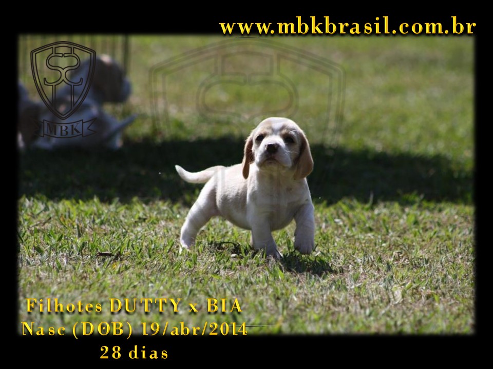 Filhotes Duty x Bia  19abr2014-28 dias (13)