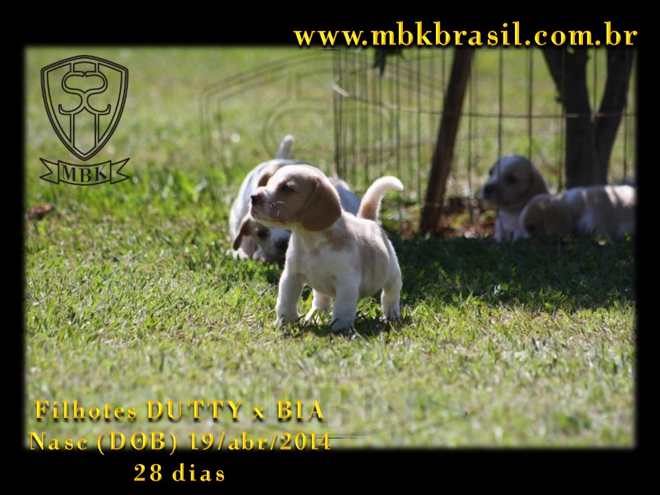 Filhotes Duty x Bia  19abr2014-28 dias (14)