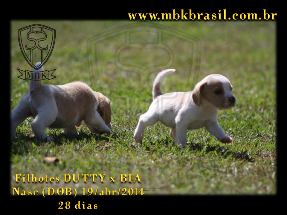 Filhotes Duty x Bia  19abr2014-28 dias (16)