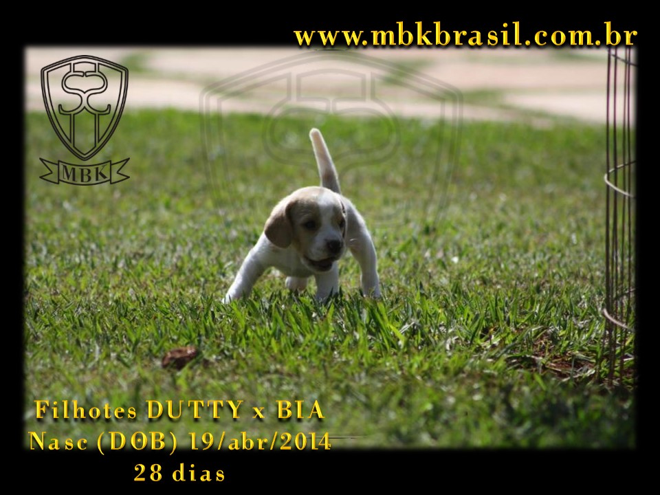 Filhotes Duty x Bia  19abr2014-28 dias (17)