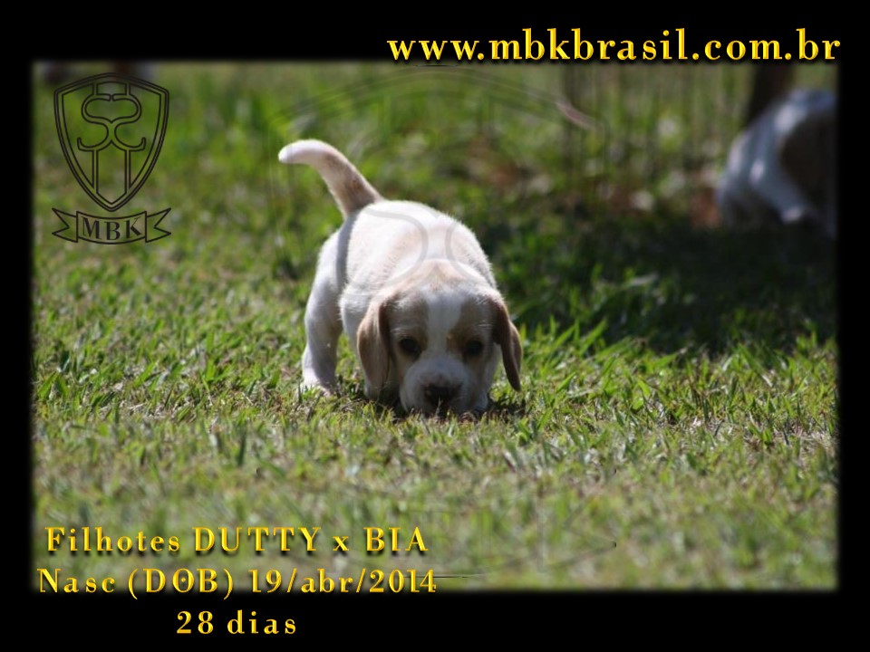 Filhotes Duty x Bia  19abr2014-28 dias (18)