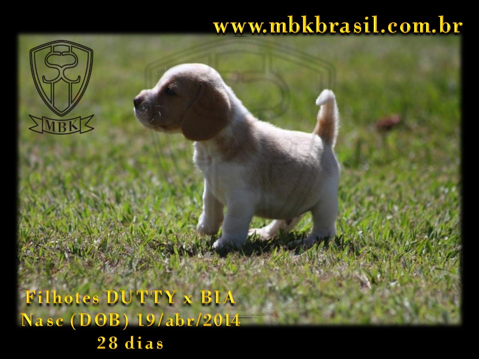 Filhotes Duty x Bia  19abr2014-28 dias (19)
