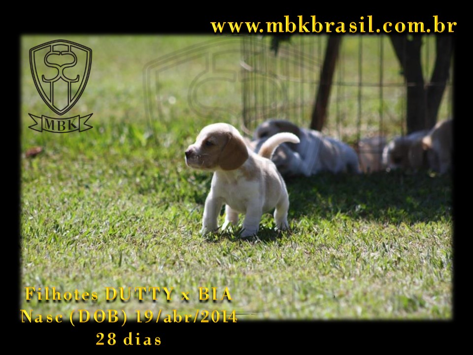 Filhotes Duty x Bia  19abr2014-28 dias (2)