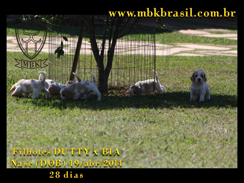 Filhotes Duty x Bia  19abr2014-28 dias (20)