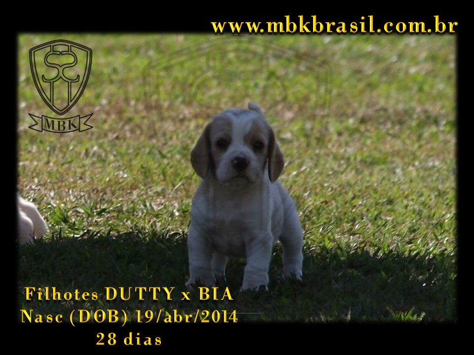 Filhotes Duty x Bia  19abr2014-28 dias (21)