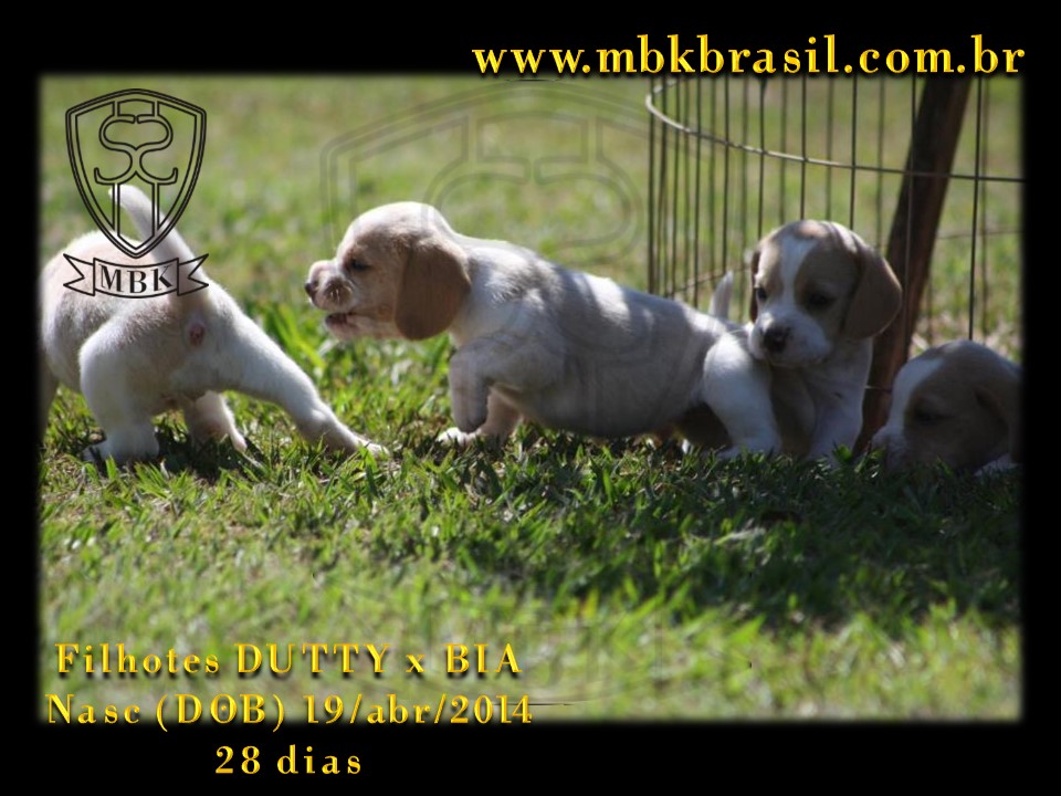 Filhotes Duty x Bia  19abr2014-28 dias (22)
