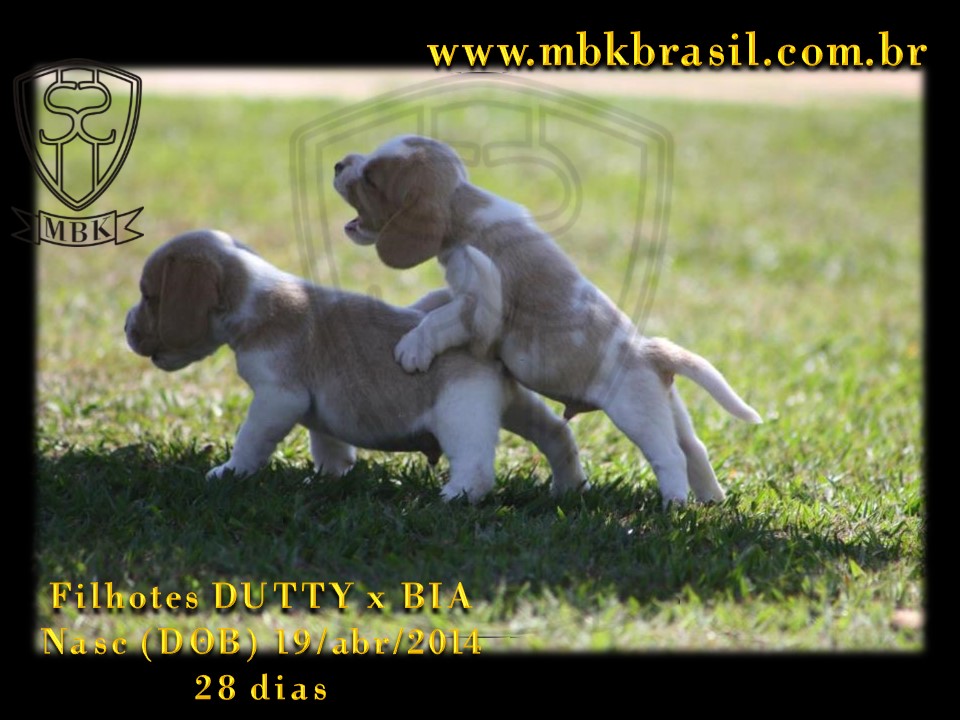 Filhotes Duty x Bia  19abr2014-28 dias (23)