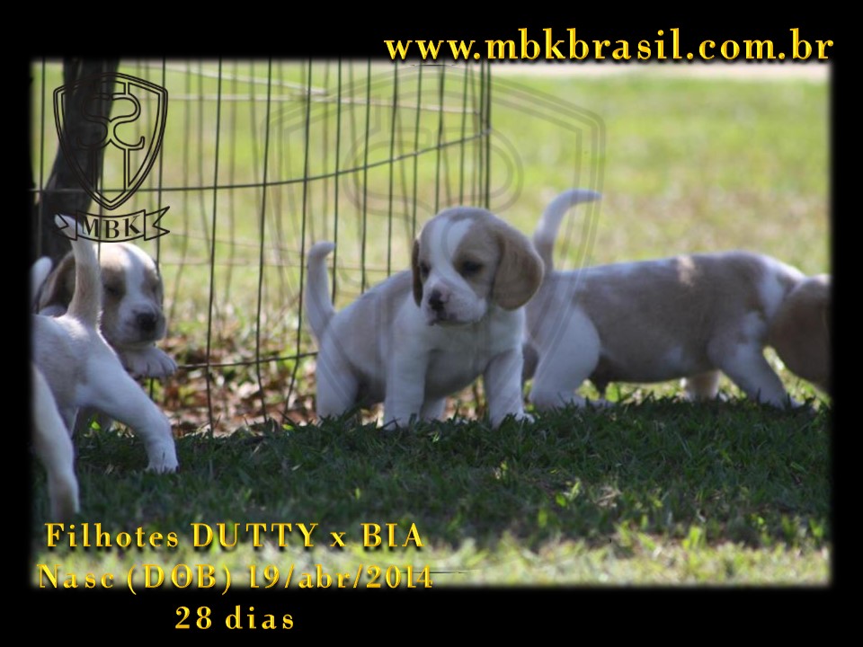 Filhotes Duty x Bia  19abr2014-28 dias (24)