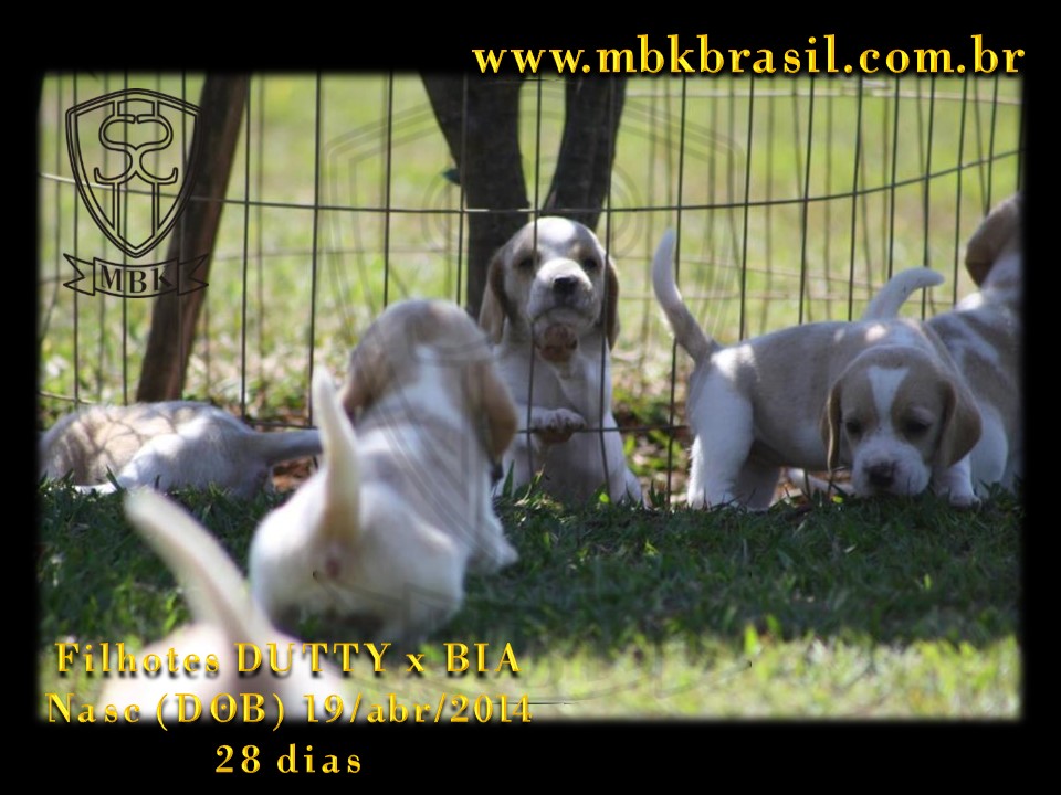 Filhotes Duty x Bia  19abr2014-28 dias (25)