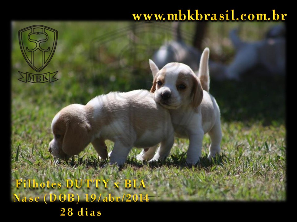 Filhotes Duty x Bia  19abr2014-28 dias (26)