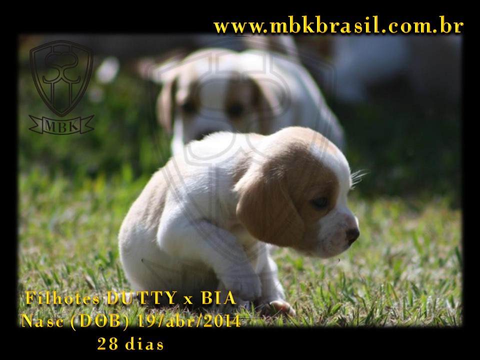 Filhotes Duty x Bia  19abr2014-28 dias (27)
