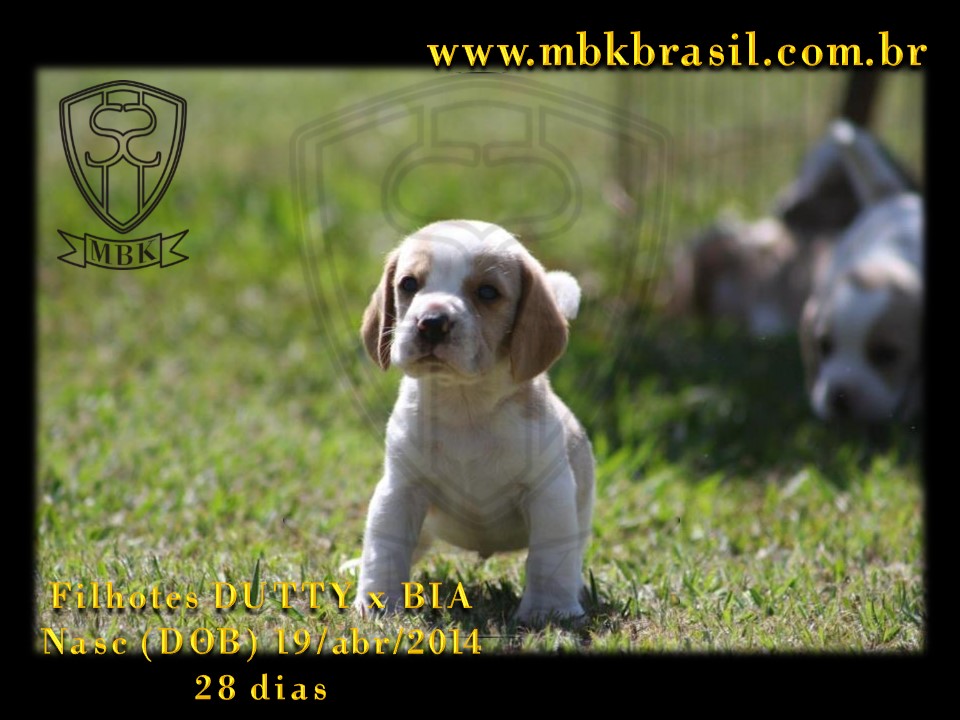 Filhotes Duty x Bia  19abr2014-28 dias (28)