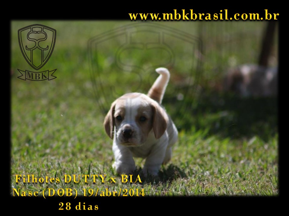 Filhotes Duty x Bia  19abr2014-28 dias (29)
