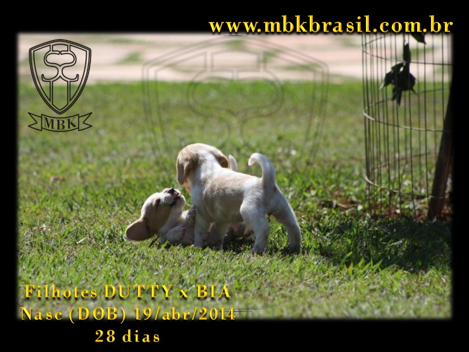 Filhotes Duty x Bia  19abr2014-28 dias (3)