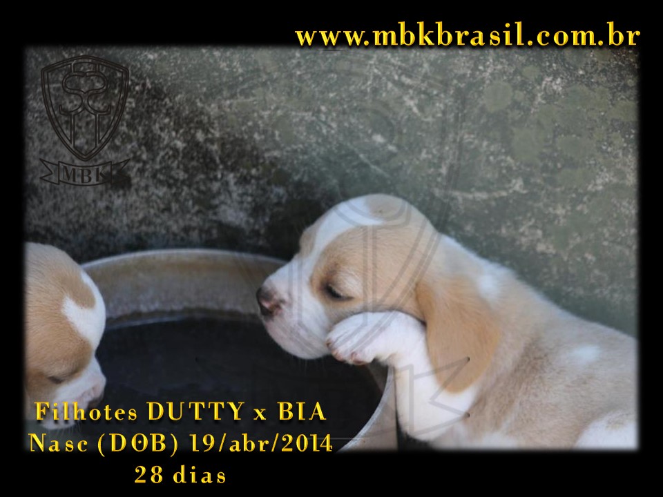 Filhotes Duty x Bia  19abr2014-28 dias (30)