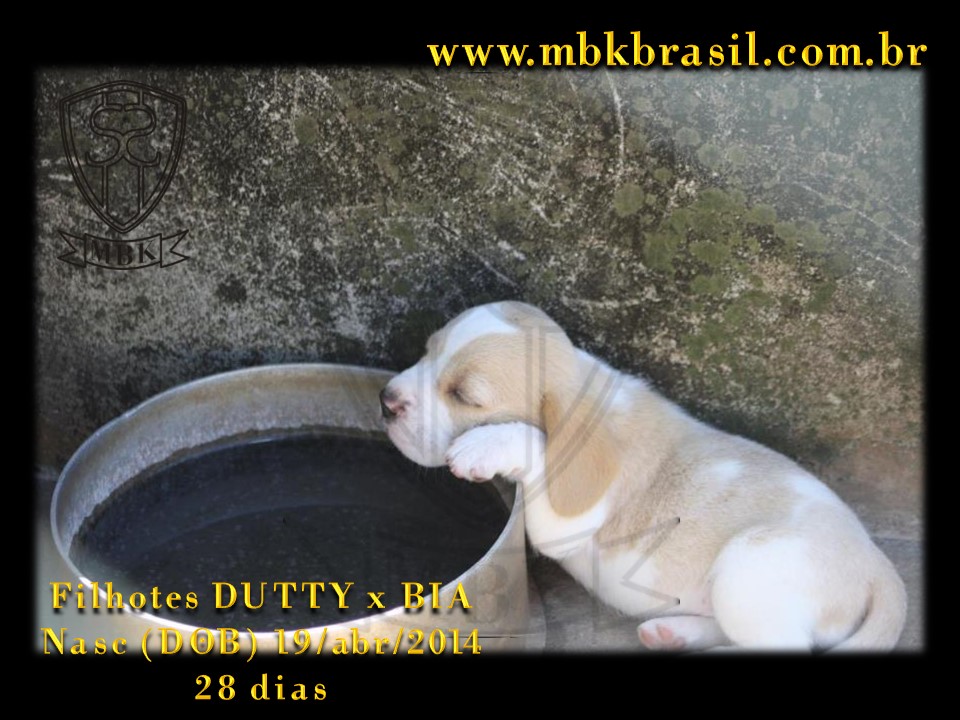 Filhotes Duty x Bia  19abr2014-28 dias (31)