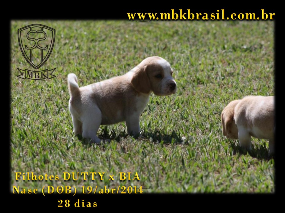 Filhotes Duty x Bia  19abr2014-28 dias (4)