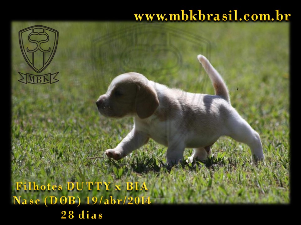 Filhotes Duty x Bia  19abr2014-28 dias (6)