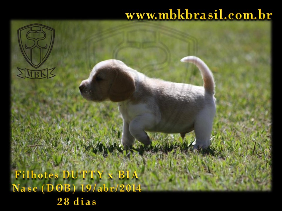 Filhotes Duty x Bia  19abr2014-28 dias (7)