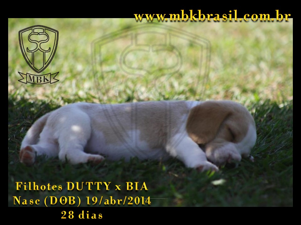 Filhotes Duty x Bia  19abr2014-28 dias (8)