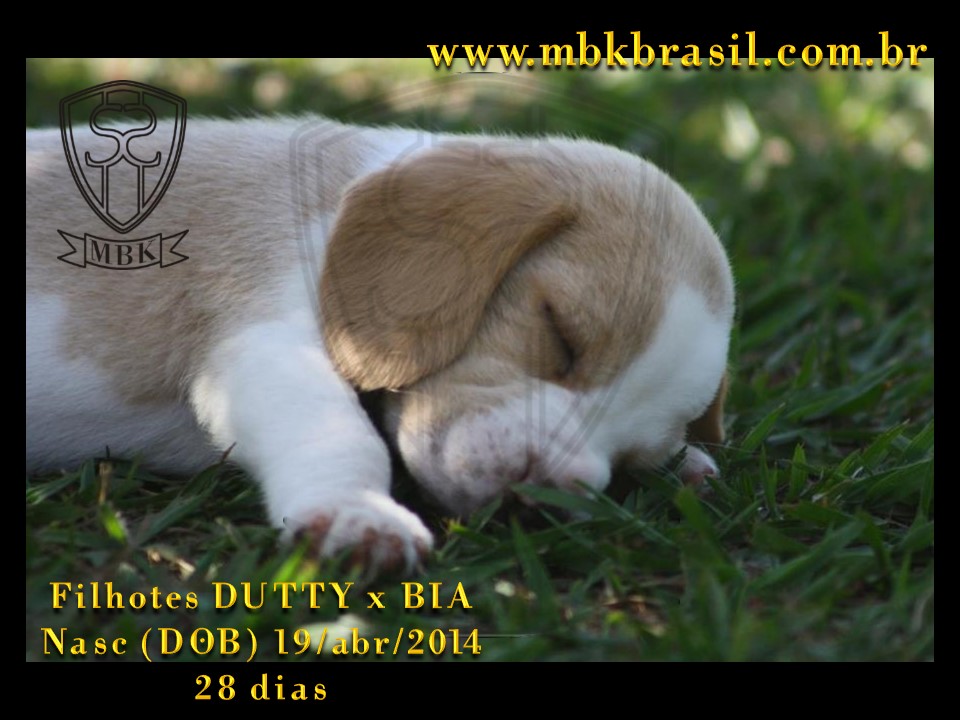 Filhotes Duty x Bia  19abr2014-28 dias (9)