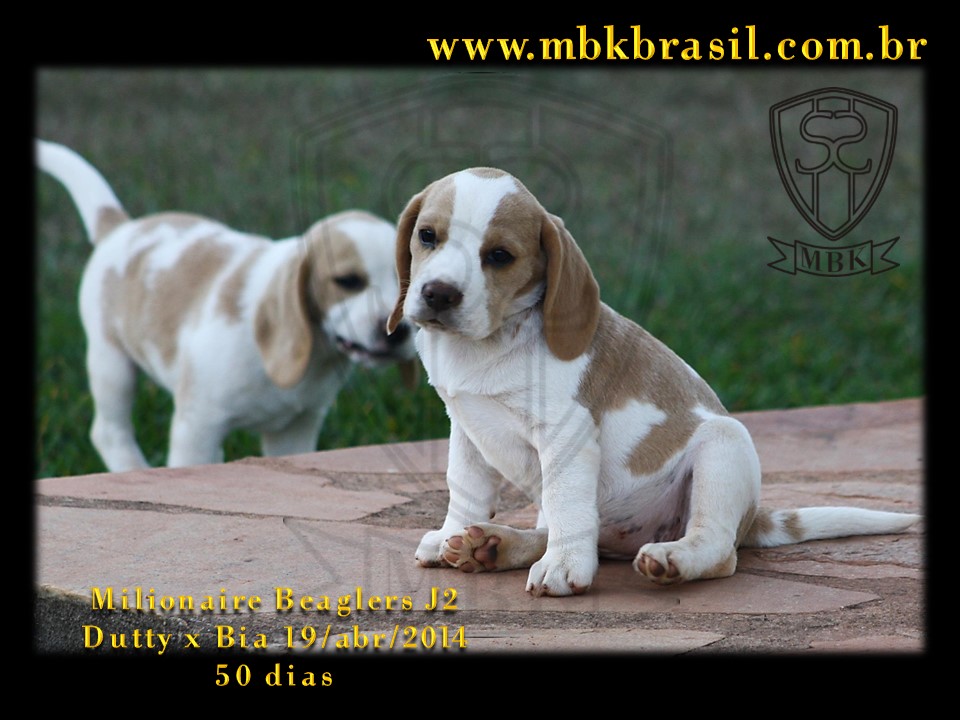 Filhotes Duty x Bia  19abr2014-50 dias (10)