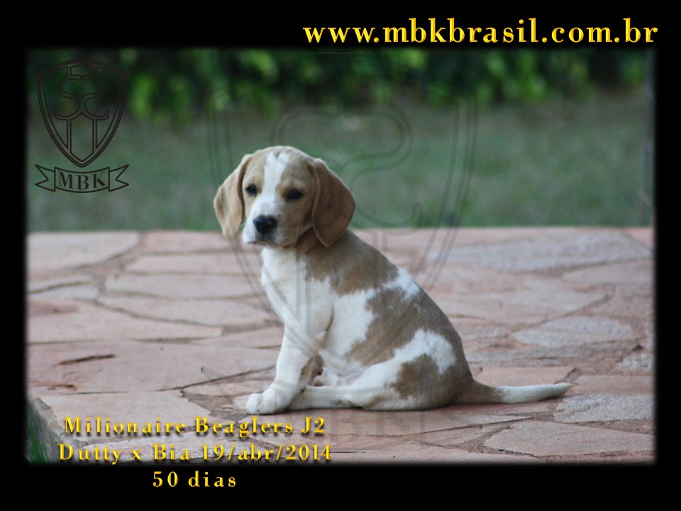 Filhotes Duty x Bia  19abr2014-50 dias (11)