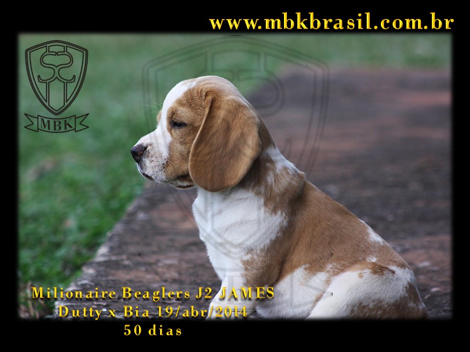 Filhotes Duty x Bia  19abr2014-50 dias (2)