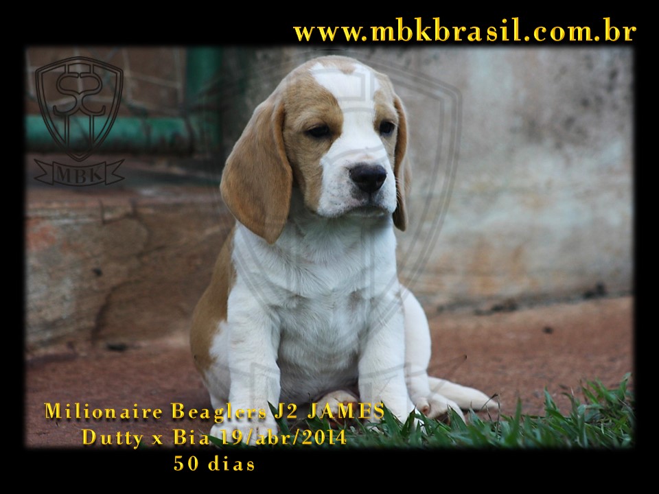 Filhotes Duty x Bia  19abr2014-50 dias (3)