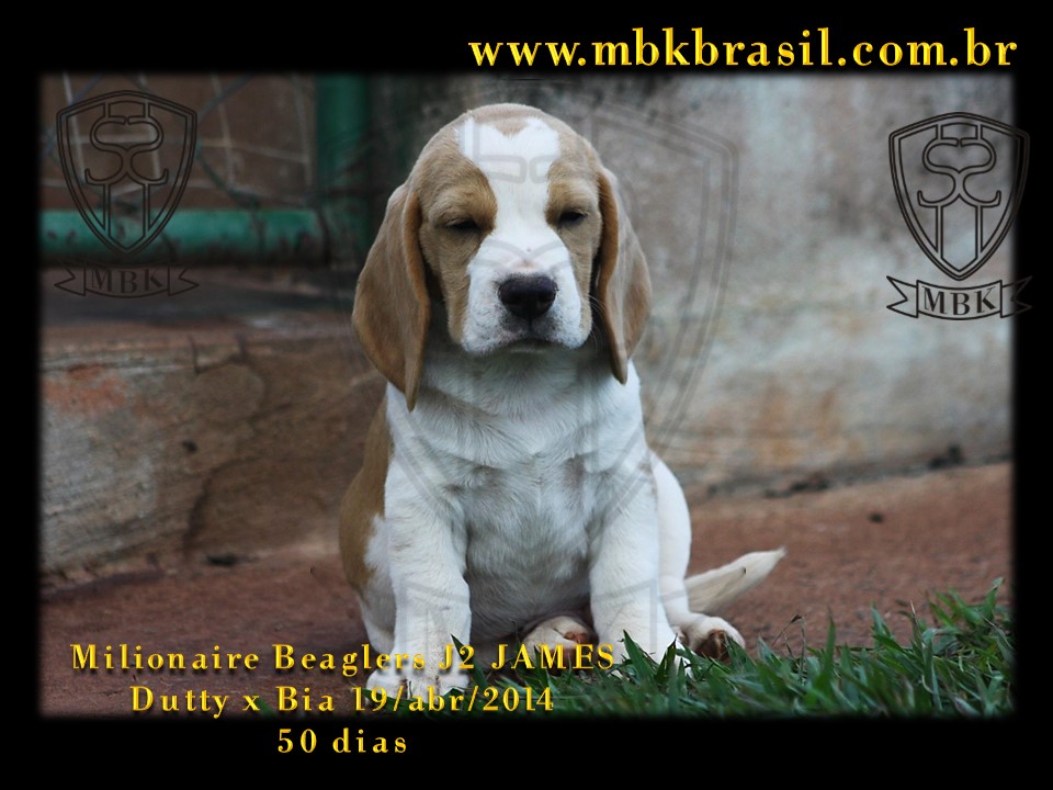 Filhotes Duty x Bia  19abr2014-50 dias (4)