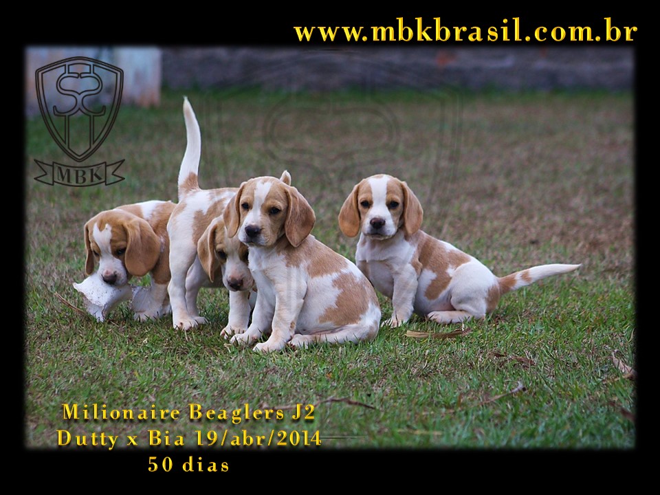 Filhotes Duty x Bia  19abr2014-50 dias (5)