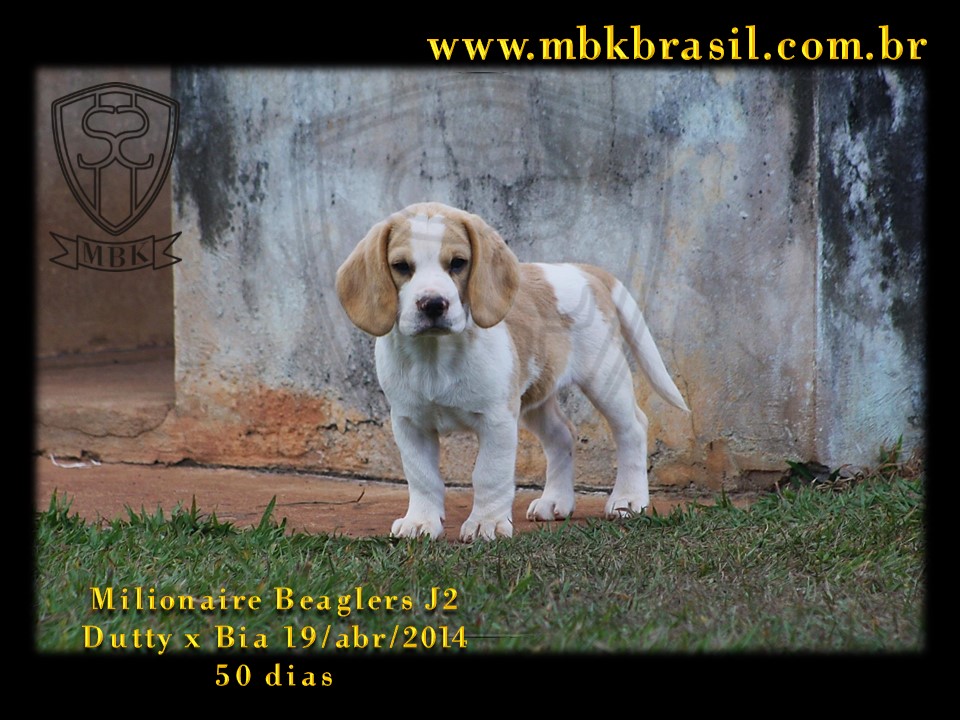 Filhotes Duty x Bia  19abr2014-50 dias (6)