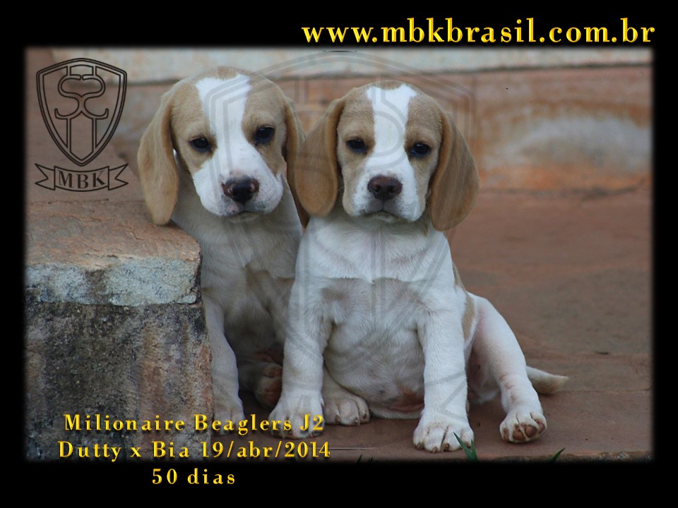 Filhotes Duty x Bia  19abr2014-50 dias (7)