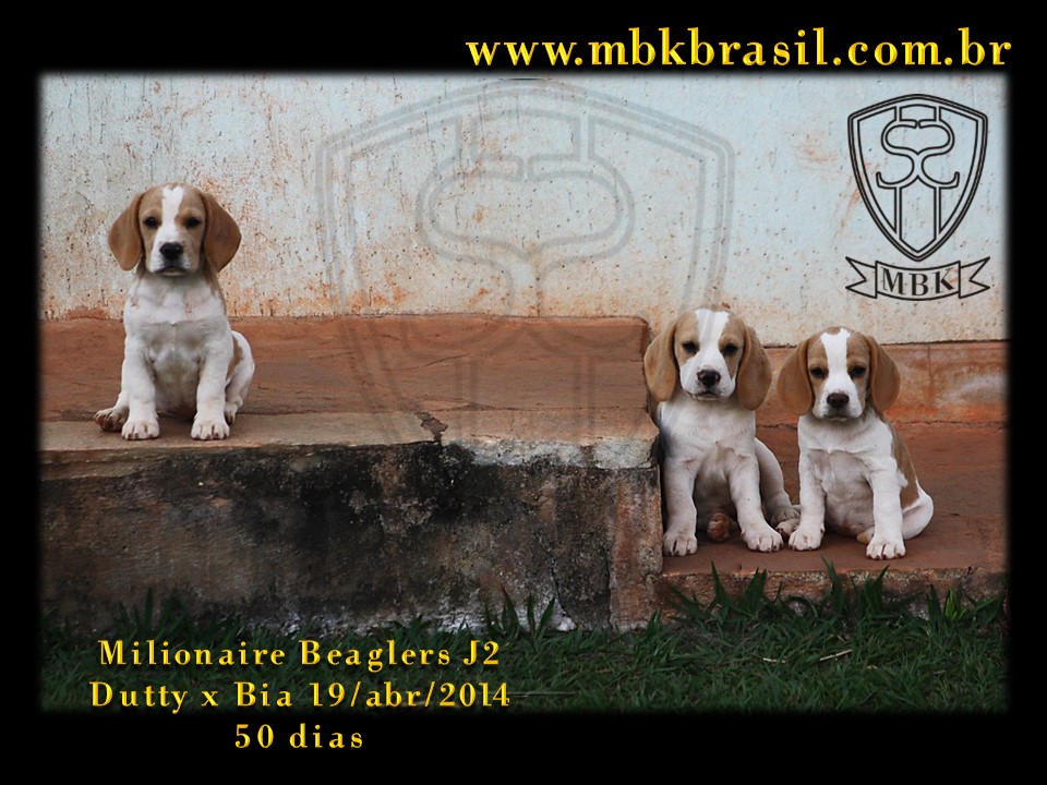 Filhotes Duty x Bia  19abr2014-50 dias (8)