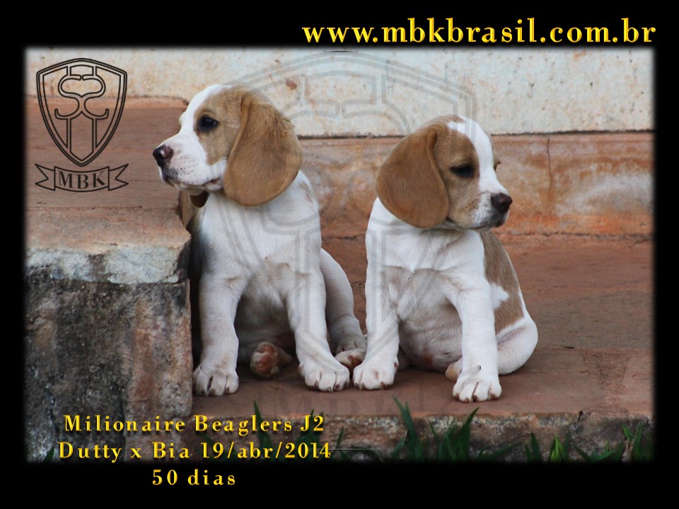 Filhotes Duty x Bia  19abr2014-50 dias (9)