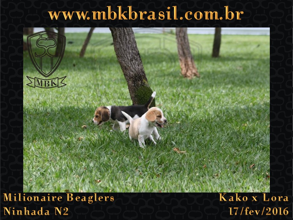 Filhotes Kako x Lora-17fev2016 - web (13)