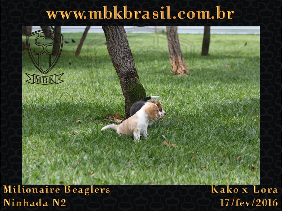 Filhotes Kako x Lora-17fev2016 - web (14)