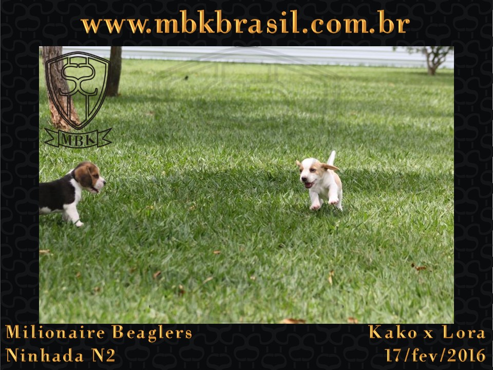 Filhotes Kako x Lora-17fev2016 - web (15)