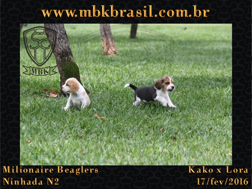 Filhotes Kako x Lora-17fev2016 - web (16)