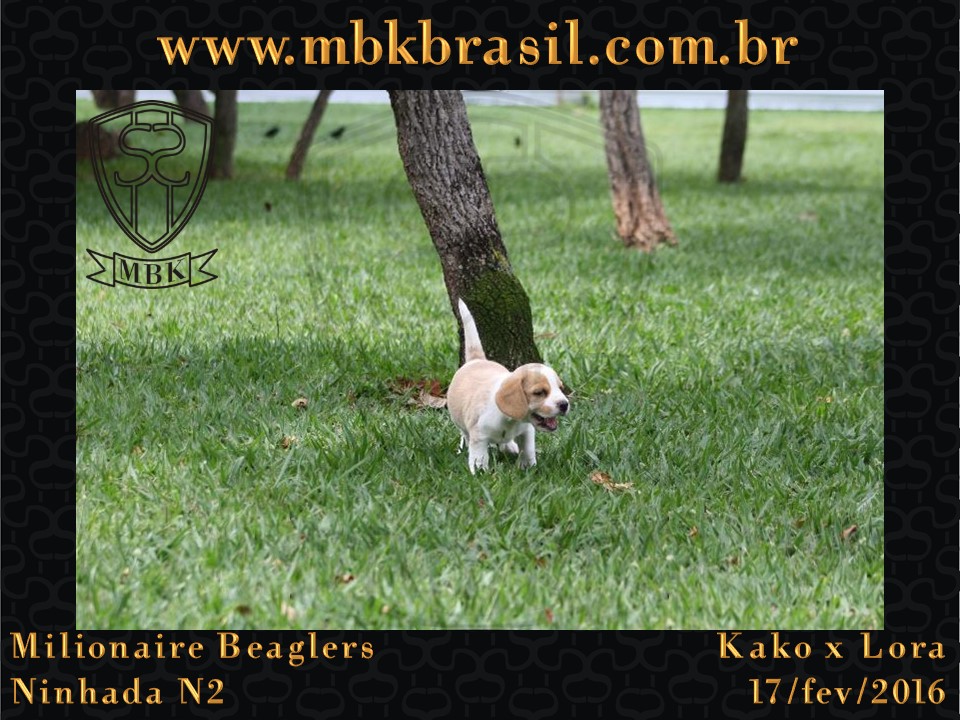 Filhotes Kako x Lora-17fev2016 - web (17)