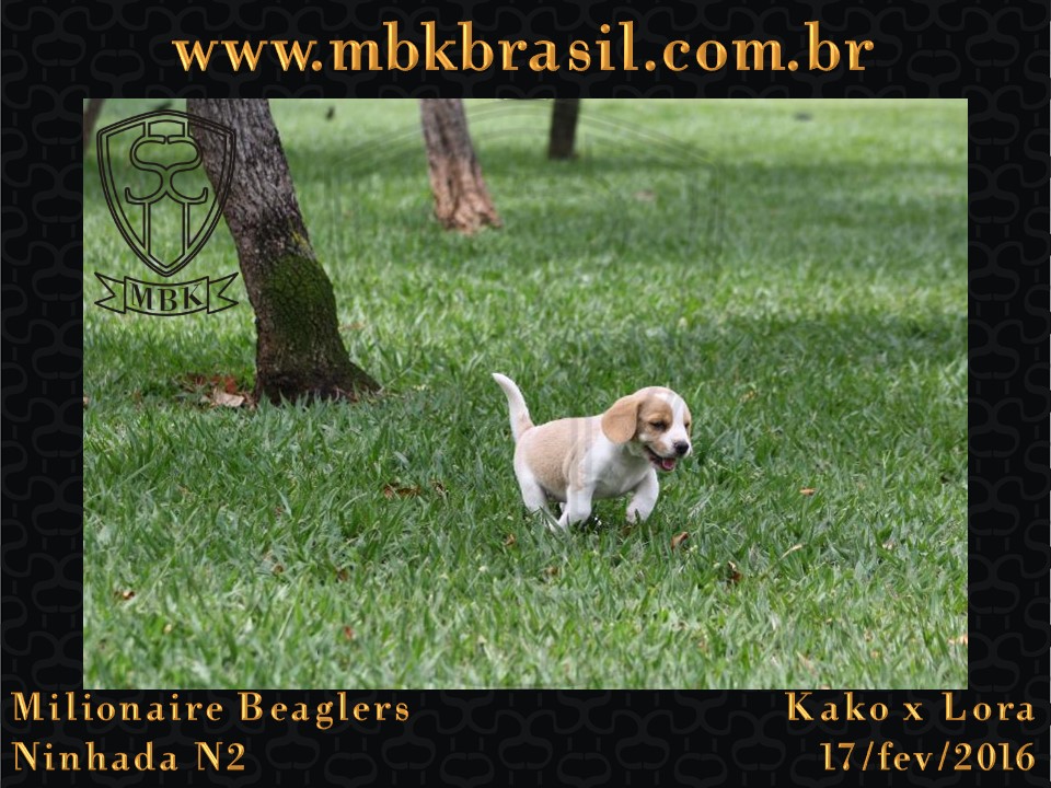 Filhotes Kako x Lora-17fev2016 - web (18)